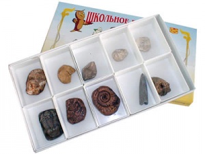 Коллекция "Палеонтологическая" (форма сохранности ископаемых растений и животных)