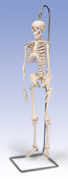 Мини-скелет “Shorty”, на подвешиваемом штативе