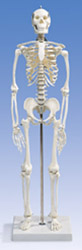 Мини-скелет с черепом из 3-х частей