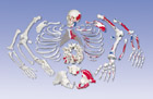 Полный набор костей скелета с изображением мышц