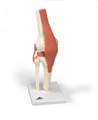 Функциональная модель коленного сустава класса «люкс»