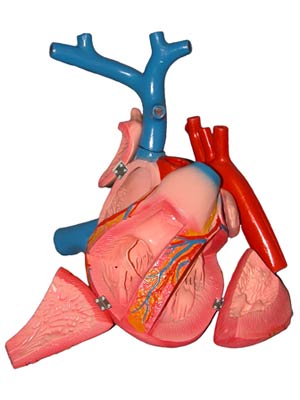 Модель сердце в разрезе (демонстрационная)