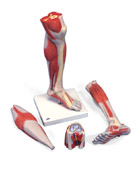 Нижняя часть ноги с коленом, строение мускулатуры, класс люкс, 3 части