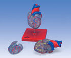 Классическая модель сердца с проводящей системой, из 2 частей
