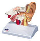 Настольная модель уха, 1,5 –кратное увеличение