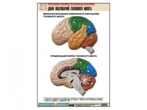 Рельефная таблица "Доли полушарий головного мозга" (формат А1, матовое ламинир.)