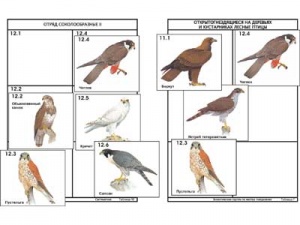 Комплект дидактических карточек: "Систематика и экология птиц" (96 шт., цвет., лам.)