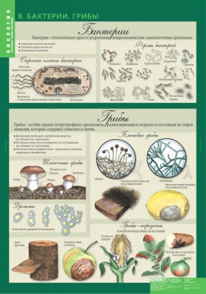 Комплект таблиц по биологии дем. "Биология 6 класс Растения, грибы, лишайники" 14 таблиц