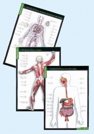 Комплект таблиц по биологии дем. "Строение тела человека" 10 таб.+80 карт.