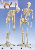 Фрэд, подвижный скелет на 5-роликовой стойке 2