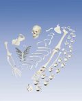Полный набор костей скелета